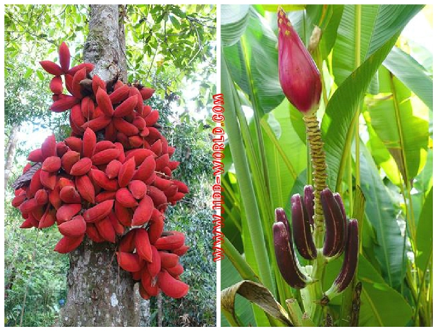 Some of the interesting plants at RTC Sepilok